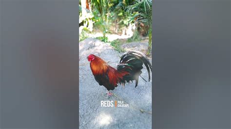 dalusapi|Reds (Pula) Dalusapi .